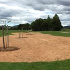 Planting flowering cherries 3